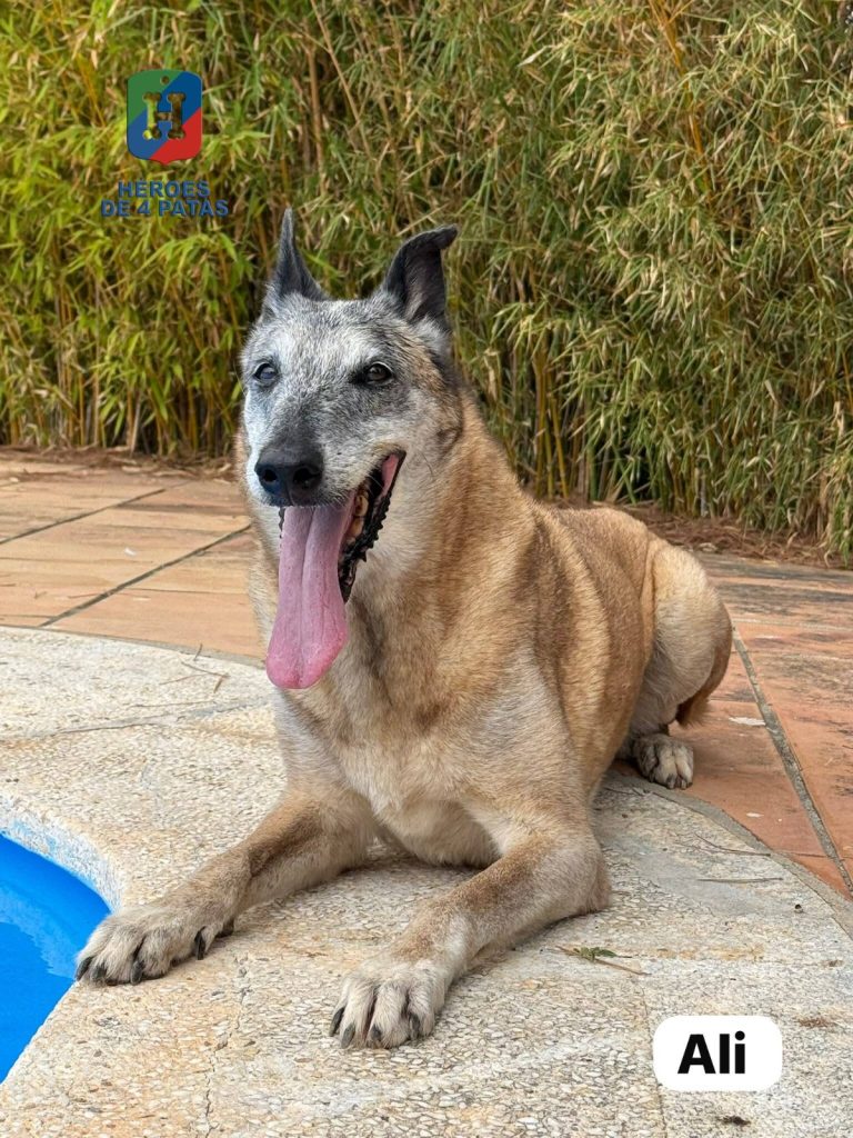 Ali, Pastor Belga Malinois