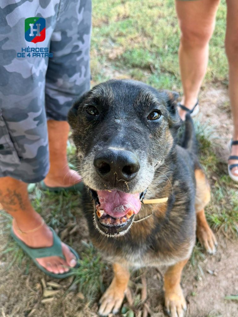 Zeno Boss, Pastor Belga Malinois
