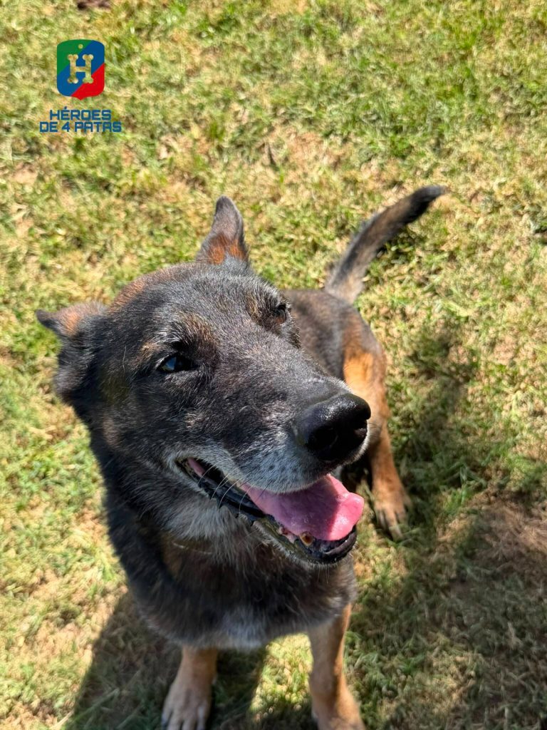 Zeno Boss, Pastor Belga Malinois