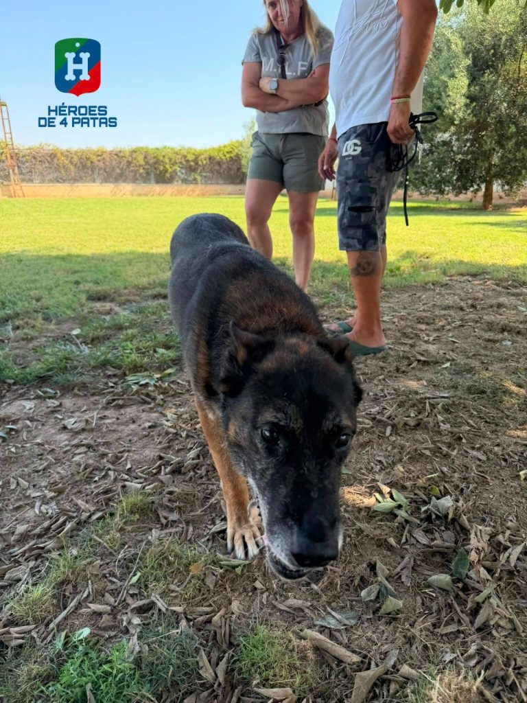 Zeno Boss, Pastor Belga Malinois