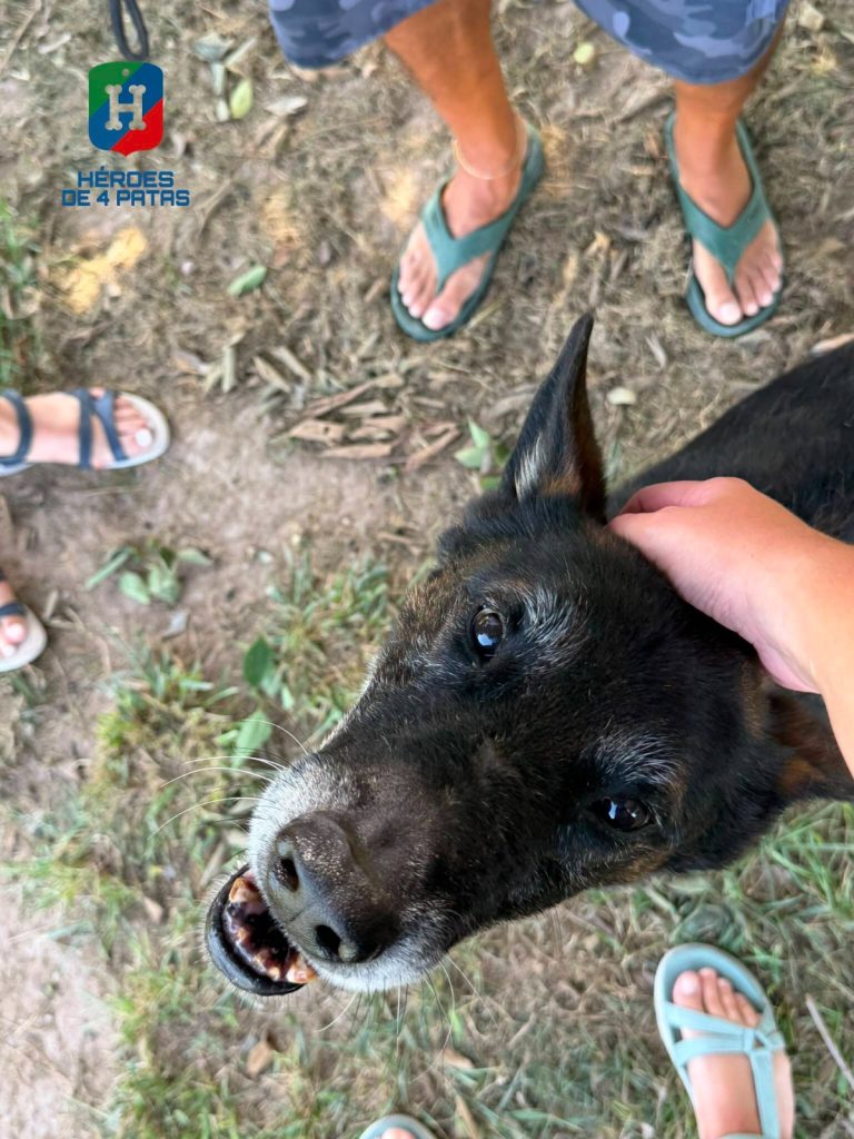 Zeno Boss, Pastor Belga Malinois