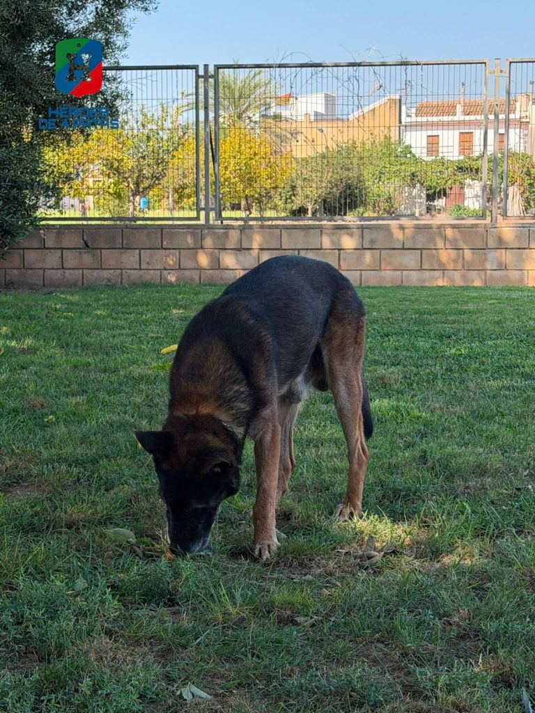 Zeno Boss, Pastor Belga Malinois