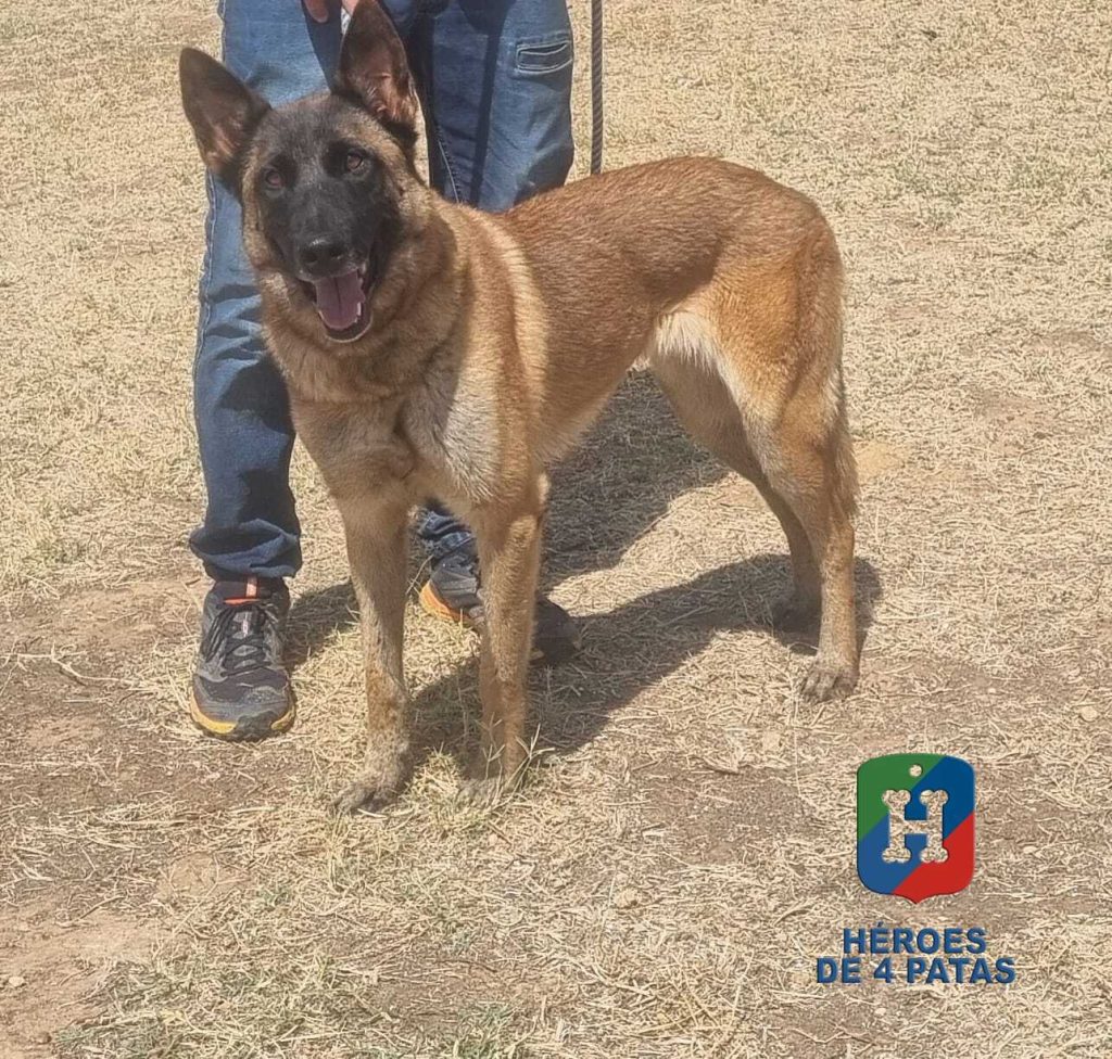 Ronda, Pastor Belga Malinois
