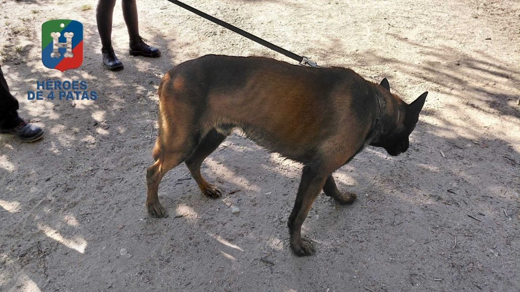 Chico, Pastor Belga Malinois.