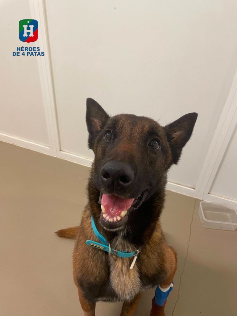 Chico, Pastor Belga Malinois.