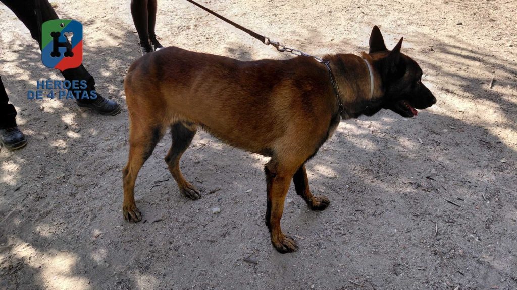 Chico, Pastor Belga Malinois.