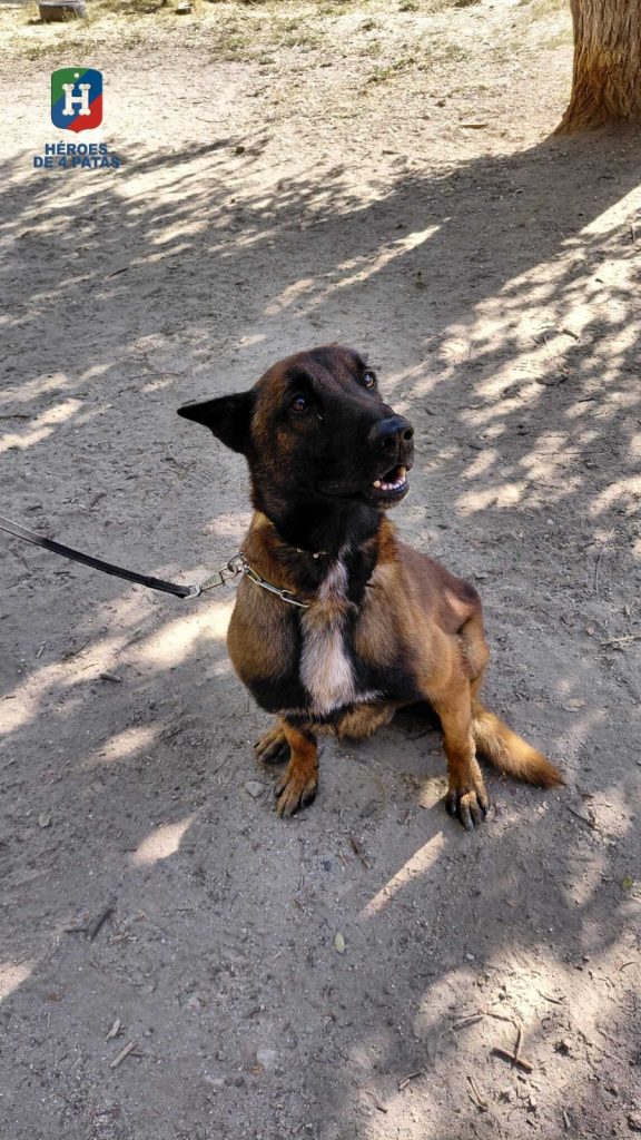 Chico, Pastor Belga Malinois.