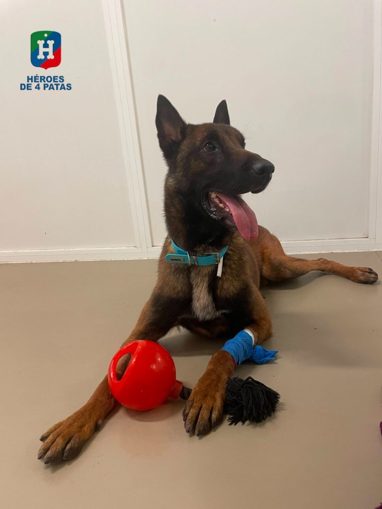 Chico, Pastor Belga Malinois.