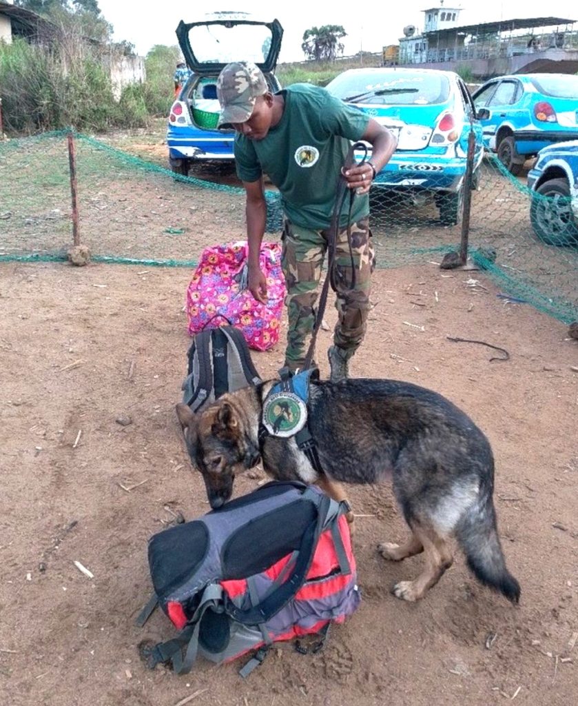Loup, Pastor Alemán