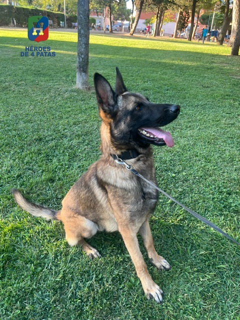 Jack, Pastor Belga Malinois