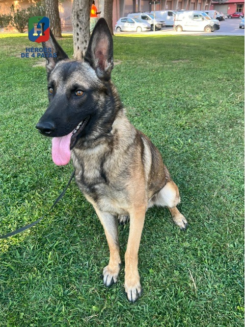 Jack, Pastor Belga Malinois