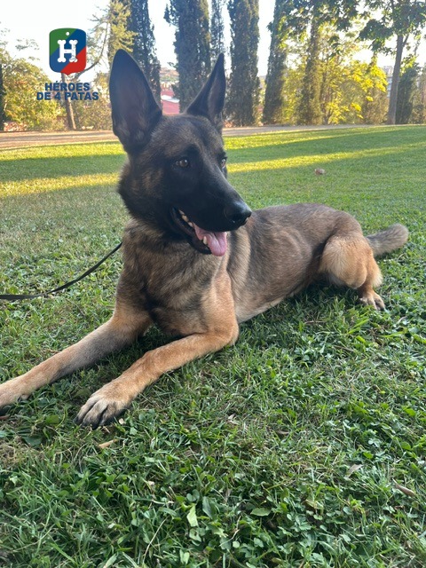 Jack, Pastor Belga Malinois