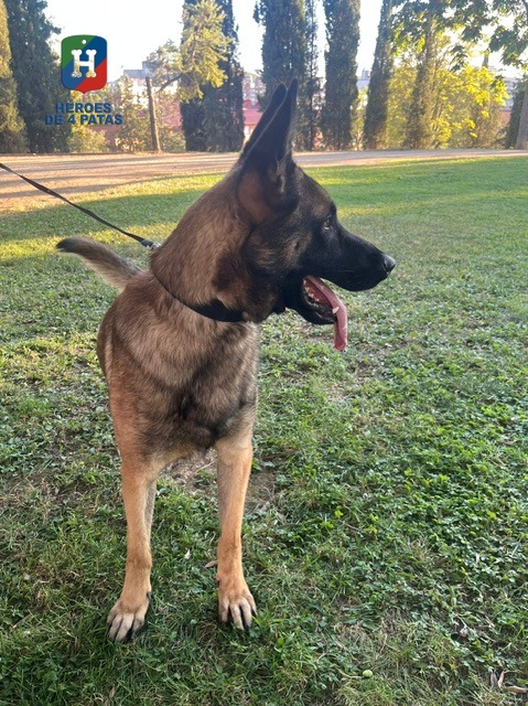 Jack, Pastor Belga Malinois