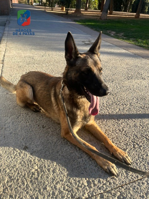 Jack, Pastor Belga Malinois